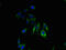 Gap Junction Protein Beta 3 antibody, CSB-PA009453LA01HU, Cusabio, Immunofluorescence image 