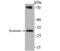 Syndecan Binding Protein antibody, NBP2-76873, Novus Biologicals, Western Blot image 