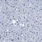 Annexin A1 antibody, HPA011272, Atlas Antibodies, Immunohistochemistry frozen image 