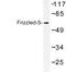 Frizzled Class Receptor 5 antibody, LS-C177200, Lifespan Biosciences, Western Blot image 