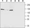 Potassium Voltage-Gated Channel Subfamily Q Member 5 antibody, PA5-77651, Invitrogen Antibodies, Western Blot image 