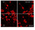 iNOS antibody, NP4091, ECM Biosciences, Immunocytochemistry image 