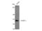 SURF1 Cytochrome C Oxidase Assembly Factor antibody, STJ95836, St John