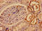 Structural Maintenance Of Chromosomes 4 antibody, orb401404, Biorbyt, Immunohistochemistry paraffin image 