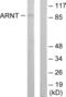 Aryl Hydrocarbon Receptor Nuclear Translocator antibody, abx013446, Abbexa, Western Blot image 