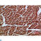 ARTN antibody, LS-C813775, Lifespan Biosciences, Immunohistochemistry paraffin image 