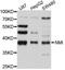N-Myc And STAT Interactor antibody, abx126261, Abbexa, Western Blot image 