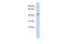 Gap Junction Protein Gamma 2 antibody, 25-370, ProSci, Enzyme Linked Immunosorbent Assay image 