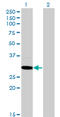 Mediator Complex Subunit 6 antibody, LS-C134014, Lifespan Biosciences, Western Blot image 