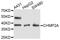 Charged Multivesicular Body Protein 2A antibody, PA5-76599, Invitrogen Antibodies, Western Blot image 