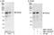 Phosphodiesterase 3B antibody, NBP1-46183, Novus Biologicals, Western Blot image 