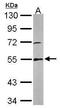 Glutathione reductase antibody, PA5-29945, Invitrogen Antibodies, Western Blot image 