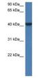 FGGY Carbohydrate Kinase Domain Containing antibody, NBP1-79275, Novus Biologicals, Western Blot image 