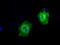 Sorting nexin-9 antibody, TA501325, Origene, Immunofluorescence image 