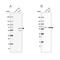 Splicing factor 3A subunit 2 antibody, NBP2-48775, Novus Biologicals, Western Blot image 