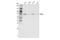 Protein Arginine Methyltransferase 5 antibody, 79998S, Cell Signaling Technology, Western Blot image 