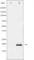 Stathmin 1 antibody, abx011941, Abbexa, Western Blot image 