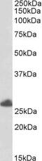 Tripartite Motif Containing 40 antibody, GTX89816, GeneTex, Western Blot image 