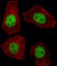 T-Box 21 antibody, abx028047, Abbexa, Western Blot image 