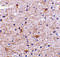 Transmembrane P24 Trafficking Protein 10 antibody, 3997, ProSci, Immunohistochemistry frozen image 