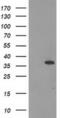 Calponin 2 antibody, MA5-25720, Invitrogen Antibodies, Western Blot image 