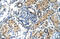 Timeless Circadian Regulator antibody, 28-025, ProSci, Immunohistochemistry paraffin image 