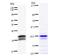 SCAN Domain Containing 1 antibody, LS-C342444, Lifespan Biosciences, Western Blot image 