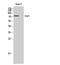 Fas Associated Factor 1 antibody, STJ93023, St John