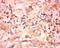 Coi antibody, orb10448, Biorbyt, Immunohistochemistry paraffin image 