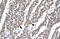 SMAD Family Member 6 antibody, 27-669, ProSci, Western Blot image 