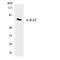 A-Raf Proto-Oncogene, Serine/Threonine Kinase antibody, LS-C200140, Lifespan Biosciences, Western Blot image 