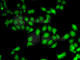 AF4/FMR2 Family Member 1 antibody, A6933, ABclonal Technology, Immunofluorescence image 