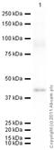 Paraoxonase 1 antibody, ab24261, Abcam, Western Blot image 