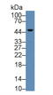 Leucine Rich Alpha-2-Glycoprotein 1 antibody, LS-C717365, Lifespan Biosciences, Western Blot image 