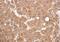 Peroxisomal Biogenesis Factor 5 antibody, NBP1-32782, Novus Biologicals, Immunohistochemistry paraffin image 