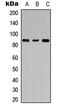 Leucine-rich repeat-containing G-protein coupled receptor 6 antibody, LS-C358792, Lifespan Biosciences, Western Blot image 