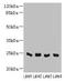 Chromosome 4 Open Reading Frame 33 antibody, LS-C399594, Lifespan Biosciences, Western Blot image 