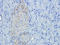 Interleukin 1 Receptor Antagonist antibody, orb318726, Biorbyt, Immunohistochemistry paraffin image 