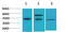 Caspase 8 antibody, STJ97456, St John