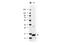 Colony Stimulating Factor 2 antibody, NBP1-42743, Novus Biologicals, Western Blot image 