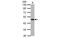 Homer Scaffold Protein 1 antibody, MBS837602, MyBioSource, Western Blot image 