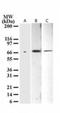 Tumor Protein P73 antibody, NBP2-24873, Novus Biologicals, Western Blot image 