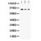 Ataxin 1 antibody, LS-C407636, Lifespan Biosciences, Western Blot image 