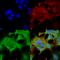 Notch Receptor 1 antibody, 56544, QED Bioscience, Immunocytochemistry image 