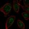 Zinc Finger Protein 664 antibody, HPA047846, Atlas Antibodies, Immunofluorescence image 