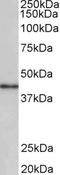 Cyclin-D1-binding protein 1 antibody, LS-C154968, Lifespan Biosciences, Western Blot image 