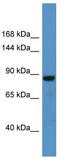 Calcium Dependent Secretion Activator antibody, TA342634, Origene, Western Blot image 