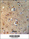 Gephyrin antibody, 64-114, ProSci, Immunohistochemistry paraffin image 