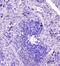 RasGAP-activating-like protein 1 antibody, A06423-2, Boster Biological Technology, Immunohistochemistry frozen image 