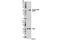 TRAP antibody, 13908S, Cell Signaling Technology, Western Blot image 